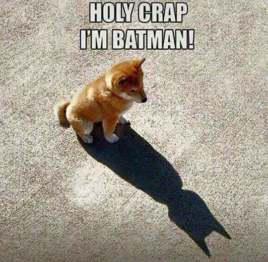 Holy wow. Such Batman. 