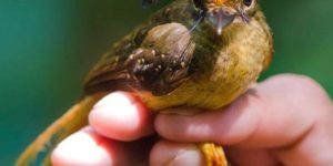 Royal Flycatcher