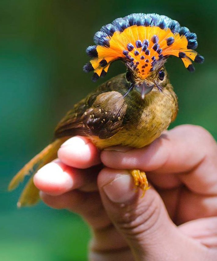 Royal Flycatcher