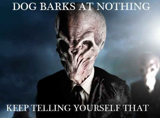 Dog barks at nothing...