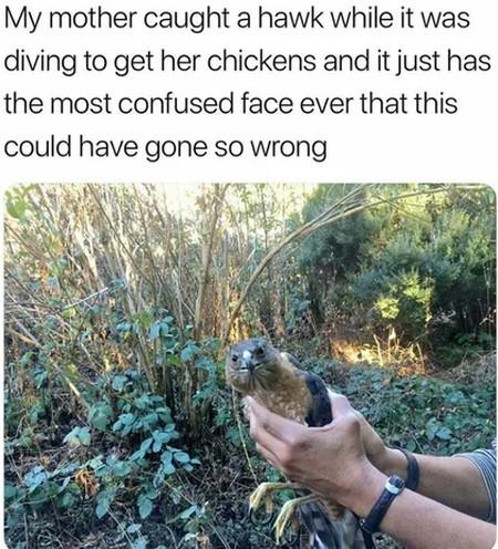 Bird i n t e r r u p t e d 