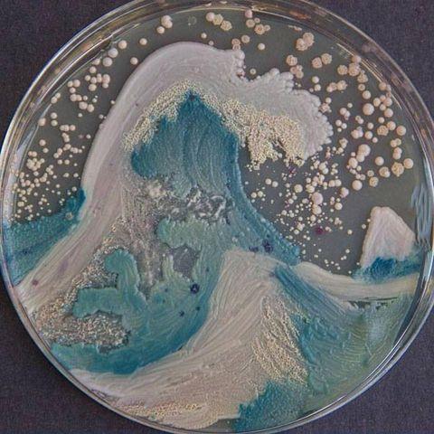 The American Society for Microbiologists hosted the first bacteria art competition