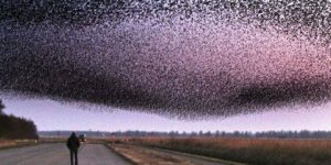 Sparrows in the Netherlands