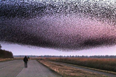 Sparrows in the Netherlands