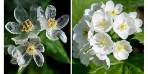 Skeleton flowers turn clear when it rains.