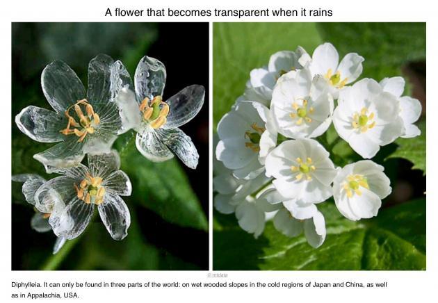 Skeleton flowers turn clear when it rains.