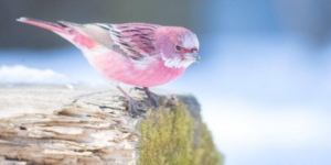 This pink bird is called the Rose finch and it looks like cotton candy in the snow.