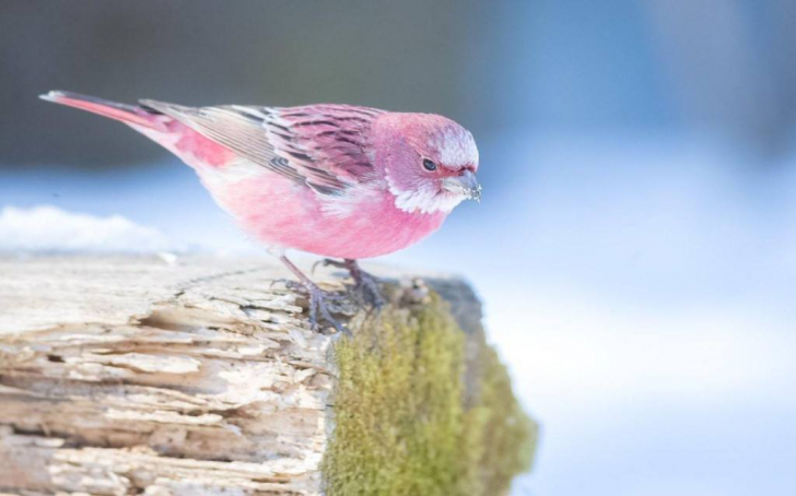 This pink bird is called the Rose finch and it looks like cotton candy in the snow.