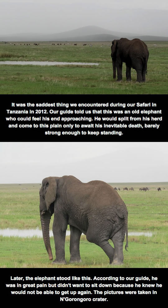 The end of an elephant