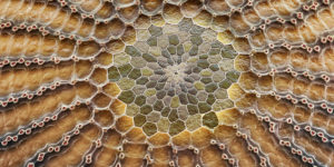 The top of a butterfly egg
