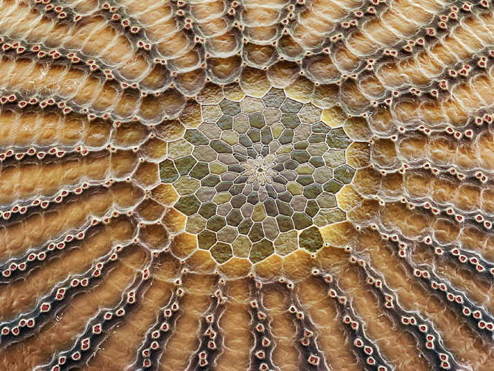 The top of a butterfly egg