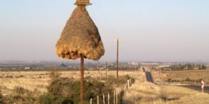 Sociable Weaver bird communal nest. Each nest houses up to 100 birds.