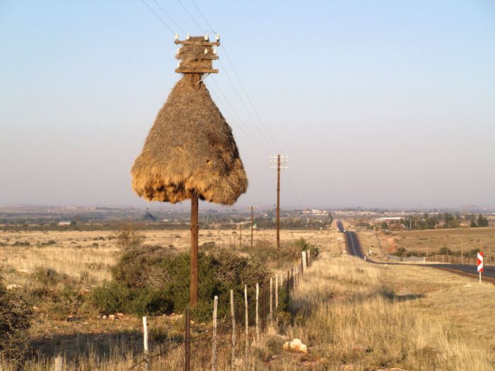 Sociable Weaver bird communal nest. Each nest houses up to 100 birds.