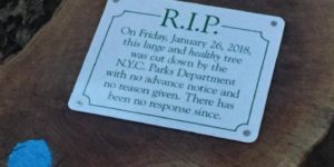 RIP+In+Peace.+You+were+a+strong+and+stout+tree.