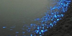 Japanese Firefly squid.