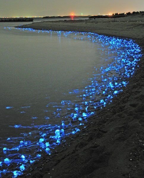 Japanese Firefly squid.