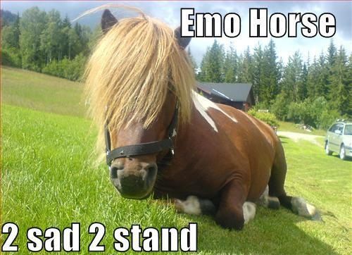Emo horse.