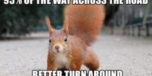 Squirrel logic.