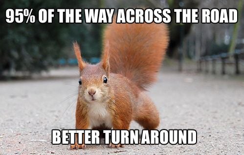 Squirrel logic.