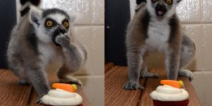 If you give a lemur a cupcake.