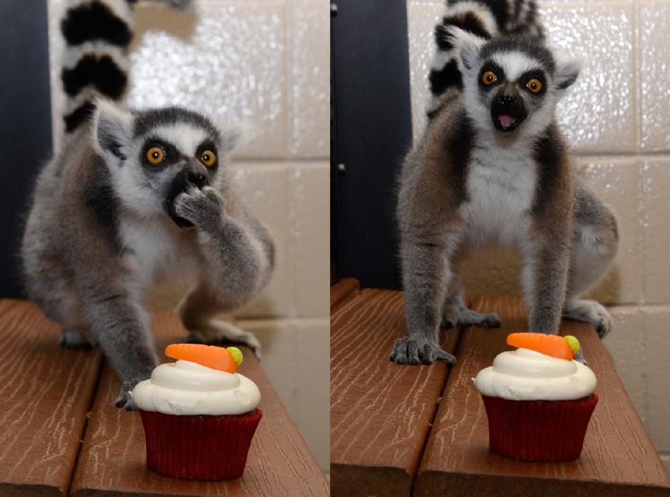 If you give a lemur a cupcake.