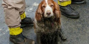 Search dog helping in Washington mudslide.