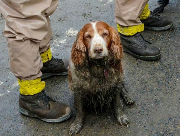 Search dog helping in Washington mudslide.