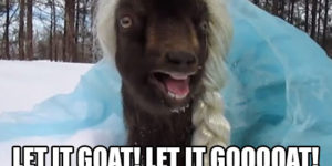Let it goat!
