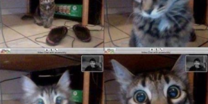 Cat recognises his owner in a video chat