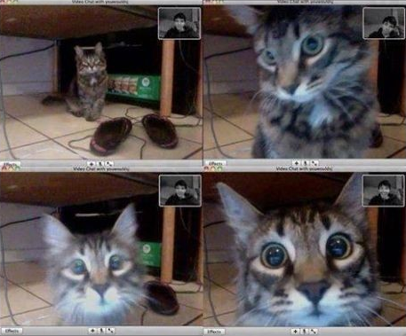 Cat recognises his owner in a video chat