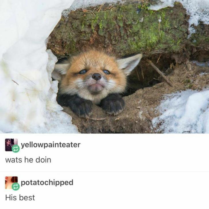 Oh hey fox friend!