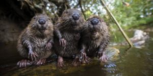 Just a gaggle of beavers hanging out on a log.