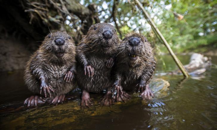 Just a gaggle of beavers hanging out on a log.
