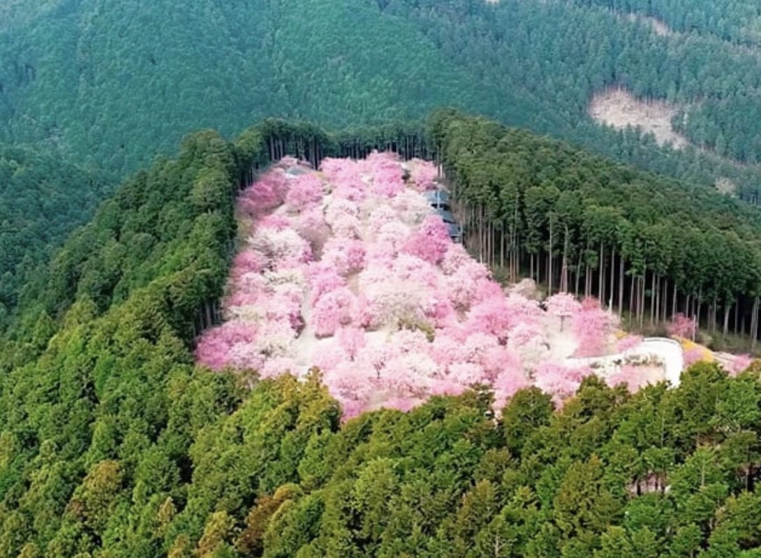 Cherry blossoms are lit.