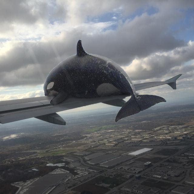Yeah, when whales fly..