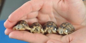 Baby turtles are adorable.