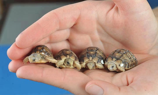 Baby turtles are adorable.