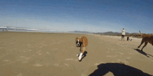 A Two legged Boxer enjoys his first beach trip.