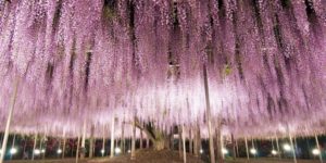 145 Year Old Wisteria in Japan