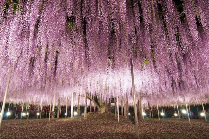 145 Year Old Wisteria in Japan