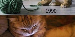 90s Cats Will Understand