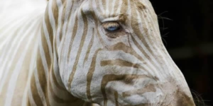 Zoe, only ‘white Zebra’ remaining on Earth. It has blue eyes and golden rays.