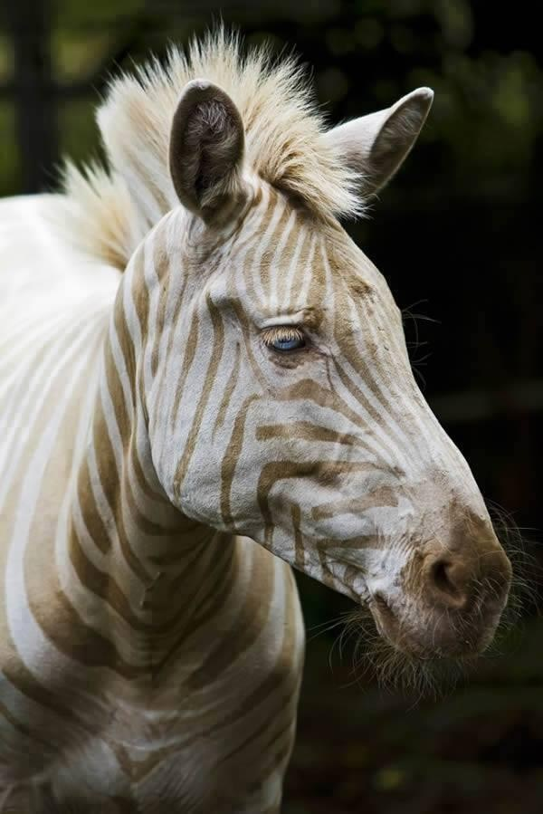 Zoe, only 'white Zebra' remaining on Earth. It has blue eyes and golden rays.
