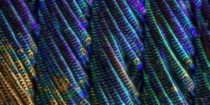 Peacock feathers under a microscope