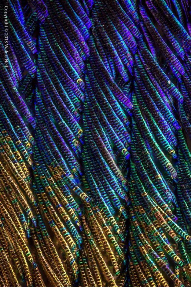 Peacock feathers under a microscope