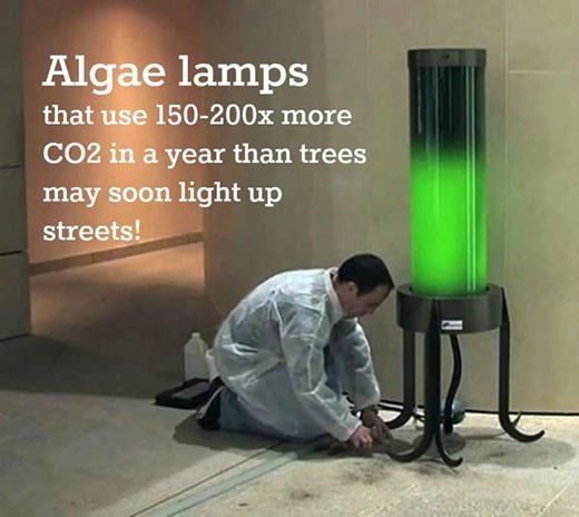 Algae lamps.