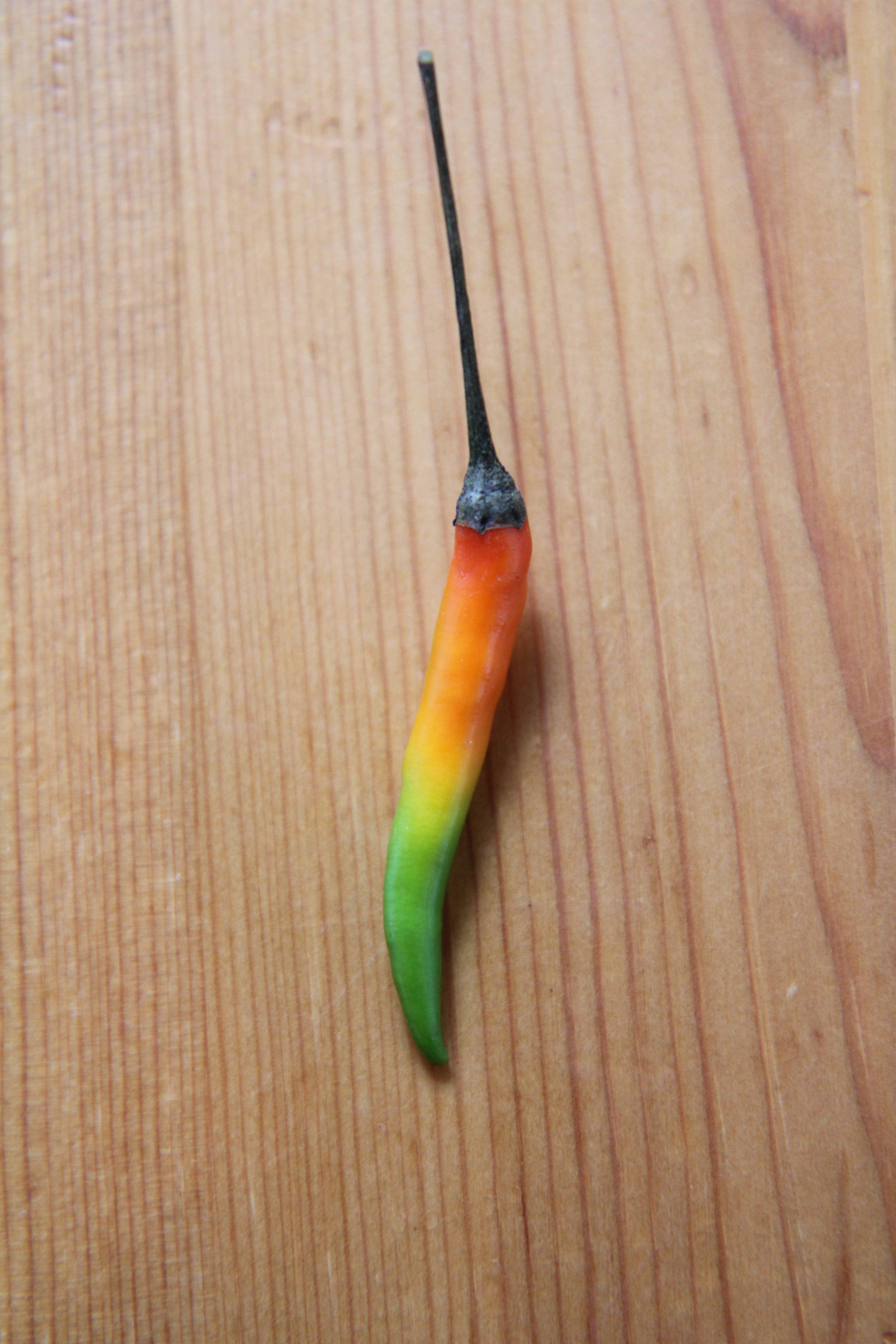 Gay peppers are hot.