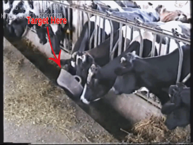 Cows are clever.