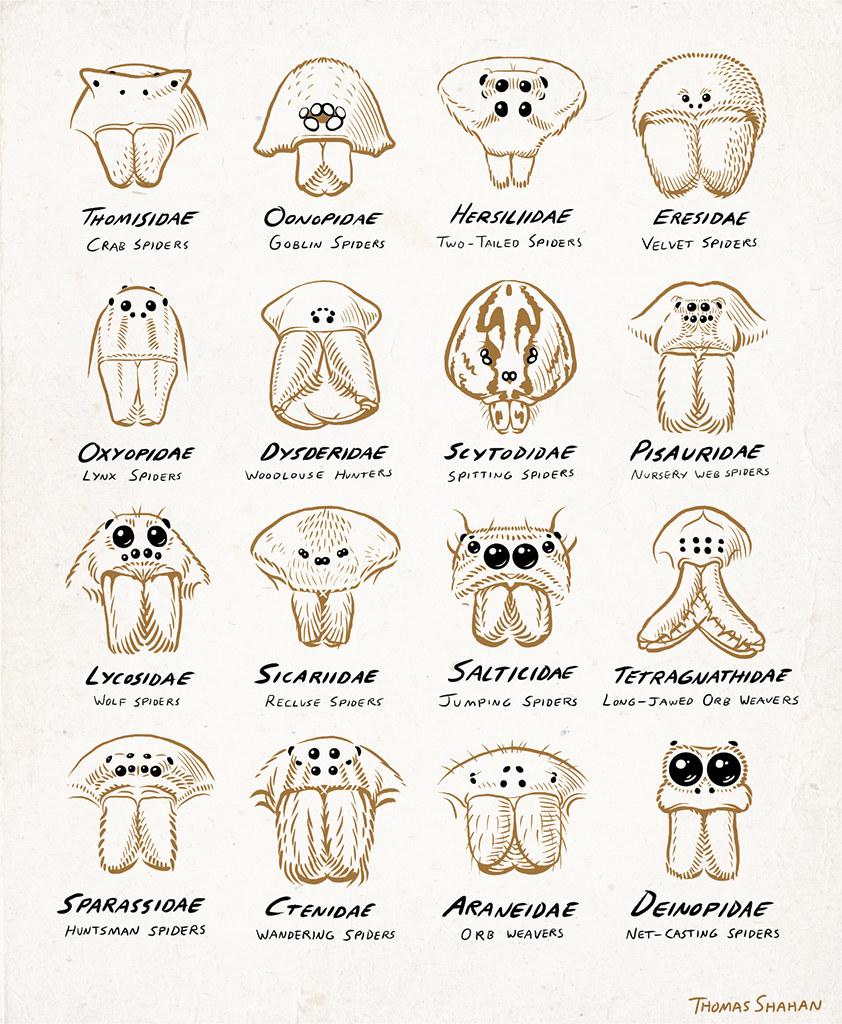 The various arrangements of spider eyes. #burnthemall