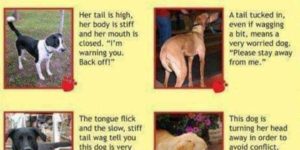 PSA: How to read a dog.